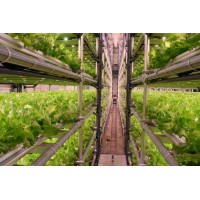 人工光能栽培系統蔬菜食用菌