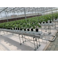 番茄、彩椒、黃瓜等果菜類專用栽培槽種植系統