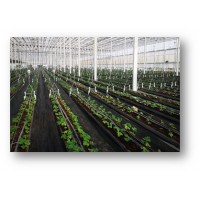 草莓吊掛栽培系統（含種植盆）