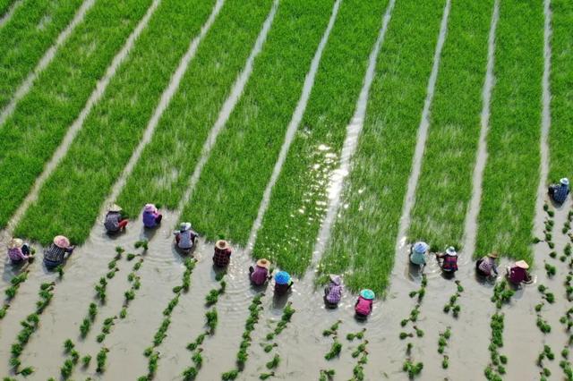 圖1：暴雨過后，浙江省長興縣農戶正在抓緊插秧