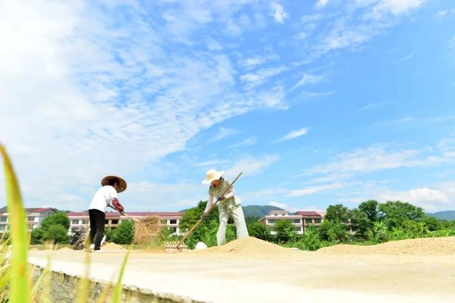 圖4：天氣好轉，湖南省雙峰縣農民在晾曬稻谷