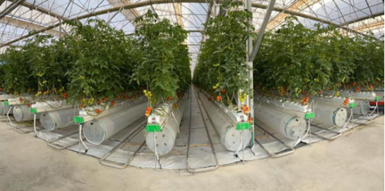 土耳其溫室建造者在卡塔爾成功推出了7公頃的Polyclima溫室概念 高杰 7.15306