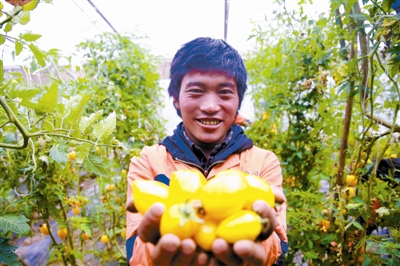 圖為丁青縣農業生態產業園蔬菜大棚內，口感誘人的西紅柿已經結出果實