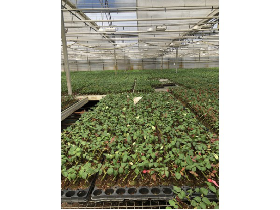 南美的花卉種植商從COVID-19疫情中恢復(fù)過來 高杰 7.161072