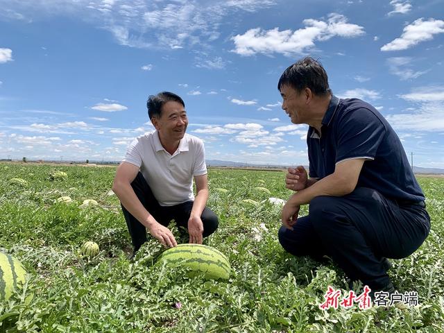 專家在靖遠(yuǎn)縣五合鎮(zhèn)白塔村示范地里查看砂田西瓜長(zhǎng)勢(shì),進(jìn)行技術(shù)交流