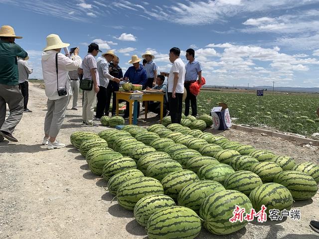 砂田西瓜測(cè)評(píng)現(xiàn)場(chǎng)