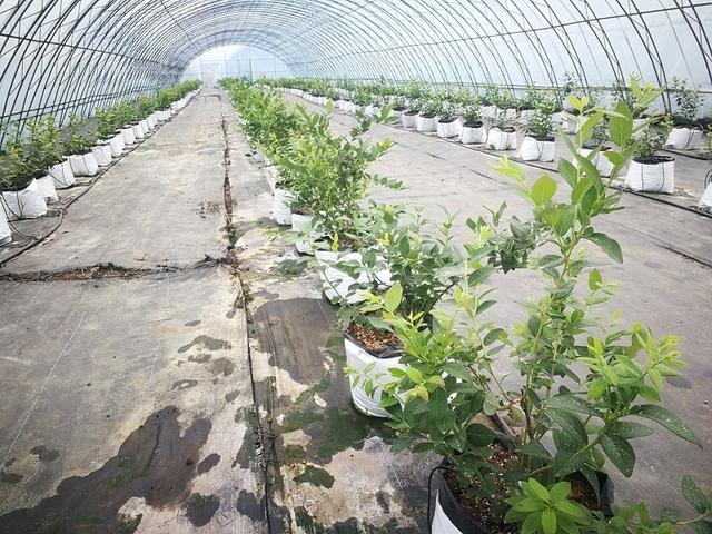 黑龍江省孫吳縣：做大藍莓產業