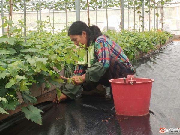 鶴城區(qū)智慧農(nóng)業(yè)特色水果示范基地工作人員正在固定防草布