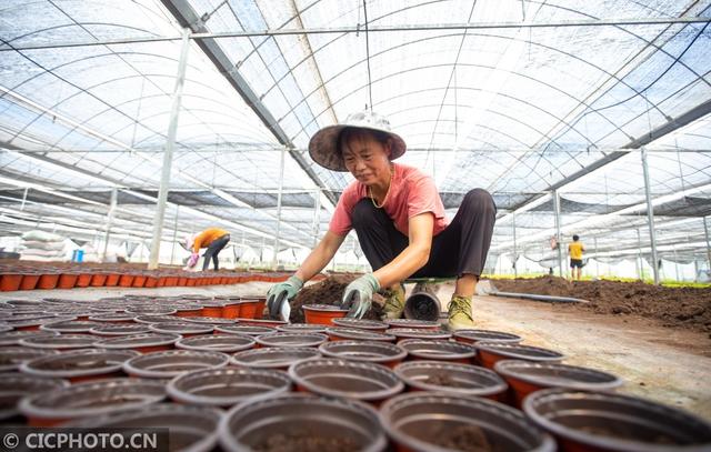 江蘇省海安市西場街道壯志村花卉基地內，花農在為盆栽花卉培土育苗