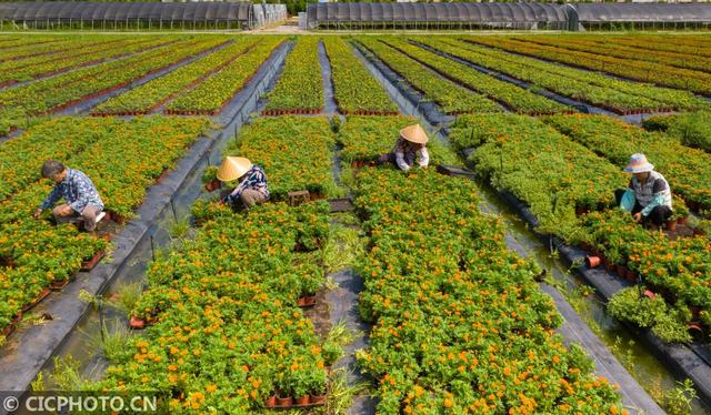 江蘇省海安市西場街道壯志村花卉基地內，花農在整理即將出售的盆栽花卉