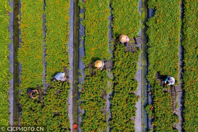 江蘇省海安市西場街道壯志村花卉基地內，花農在整理即將出售的盆栽花卉2
