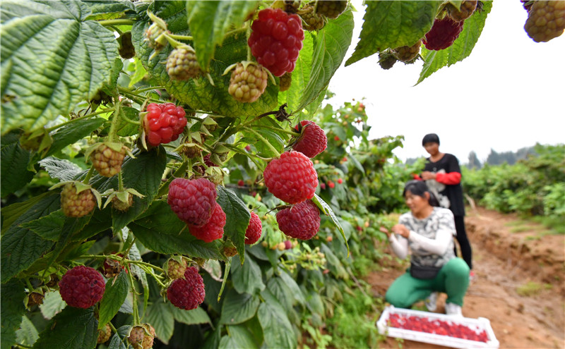 9月2日，河北省遷安市閻家店鄉(xiāng)隔灤河村農(nóng)民在紅樹莓種植園內(nèi)收獲紅樹莓。
