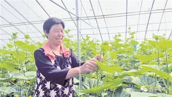 龐志村村民正在拱棚里察看蔬菜長勢.webp