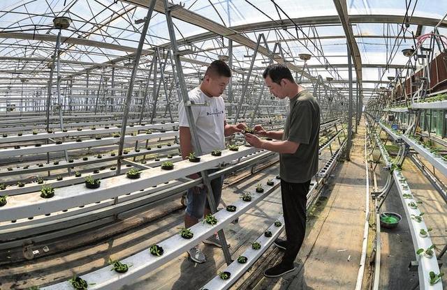 邯鄲蔬菜全智能自動化生產