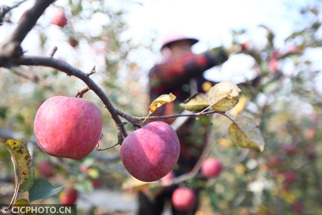 2020年11月23日，果農(nóng)在江蘇省濱?，F(xiàn)代農(nóng)業(yè)產(chǎn)業(yè)園區(qū)田園墨歌果園中采收蘋果
