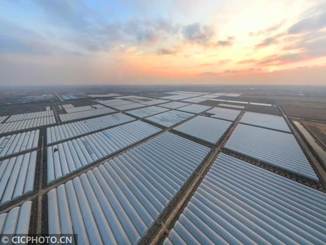 2020年11月22日拍攝的江蘇省濱?，F(xiàn)代農(nóng)業(yè)產(chǎn)業(yè)園區(qū)萬畝菜園壯觀的蔬菜大棚