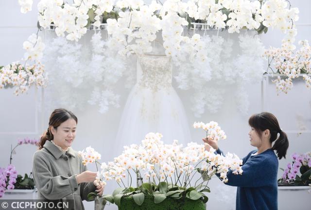 2020年11月23日，工作人員在江蘇省濱?，F(xiàn)代農(nóng)業(yè)產(chǎn)業(yè)園區(qū)蝴蝶蘭展示中心整理蝴蝶蘭
