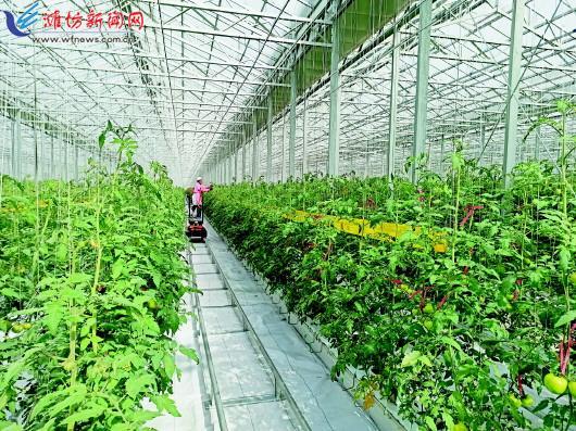 濰坊現代化蔬菜大棚內,工作人員在進行番茄掐秧作業
