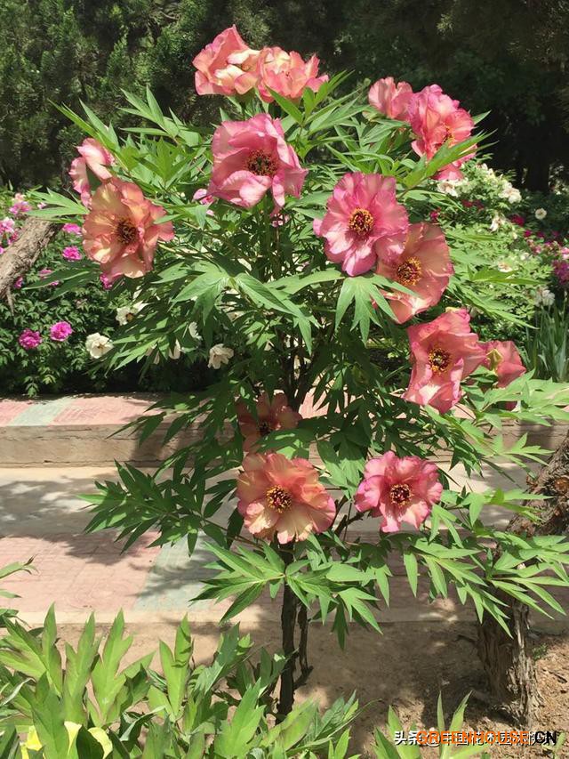 芍藥屬新品種——靚妝