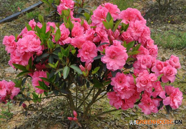 杜鵑花新品種——紅陽(yáng)