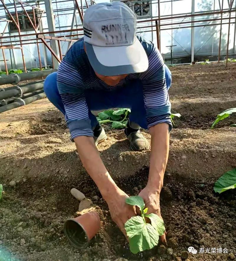 5.巨人南瓜播種后第十四天，達(dá)到定植標(biāo)準(zhǔn)2