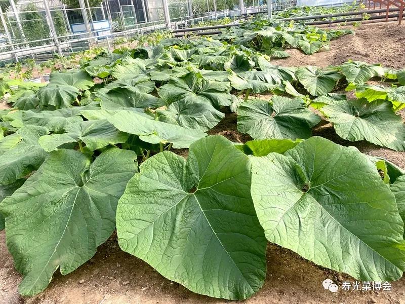 7.上圖為播種后40天，長(zhǎng)勢(shì)非常旺盛