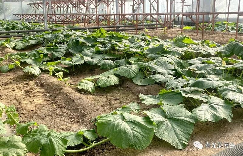 8.上圖為播種后40天，長(zhǎng)勢(shì)非常旺盛