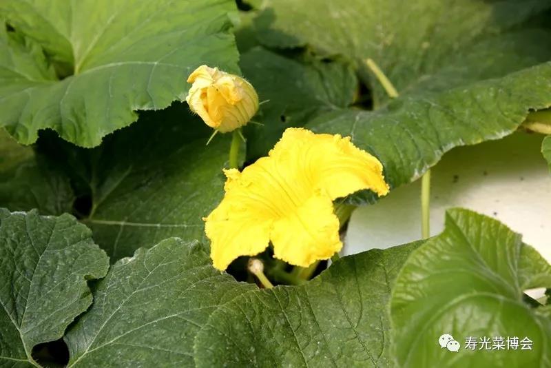 9.開(kāi)花