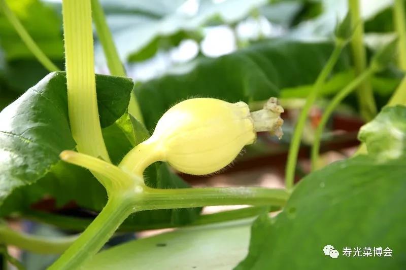 9.開(kāi)花授粉3