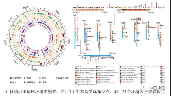 中國(guó)農(nóng)科院鄭州果樹(shù)研究所王力榮團(tuán)隊(duì)揭示“桃李滿天下”的基因組學(xué)基礎(chǔ)2