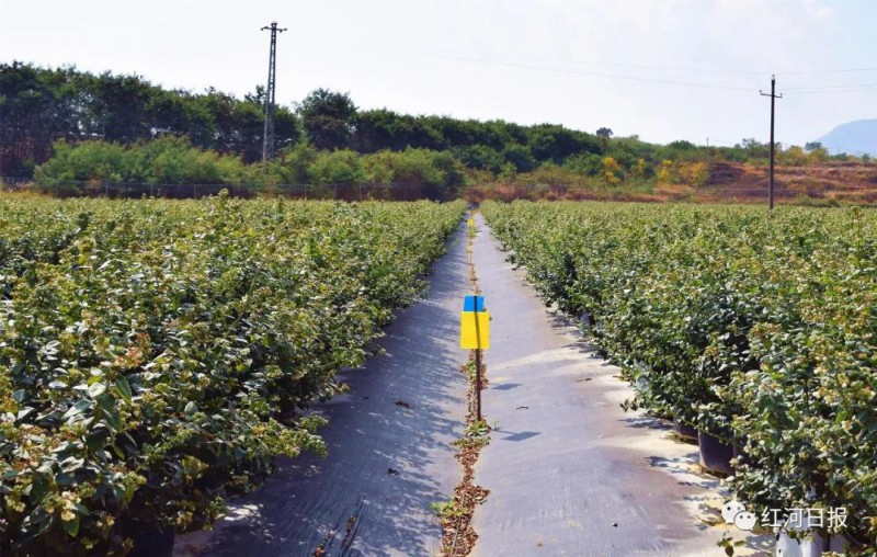 t6 藍莓基地插上黃板物理治蟲