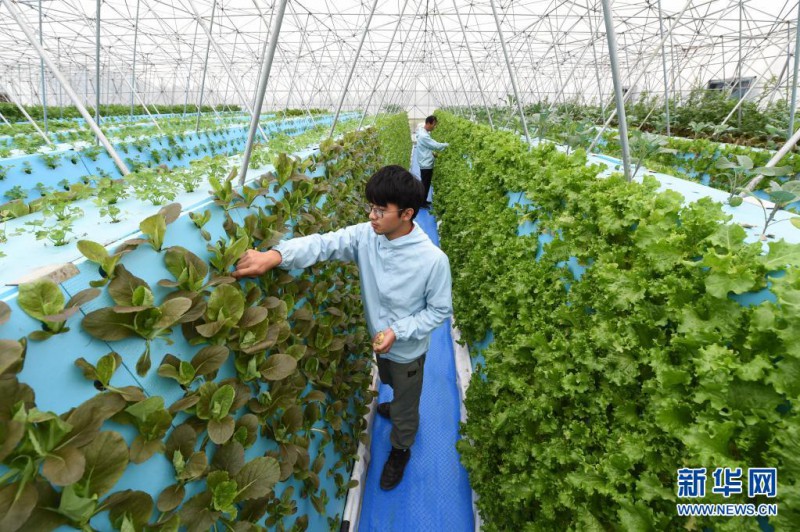 3月31日，工作人員在合肥市南崗鎮霧耕農業科技示范園查看蔬菜長勢2。