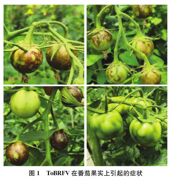 ToBRFV在番茄果實上引起的癥狀