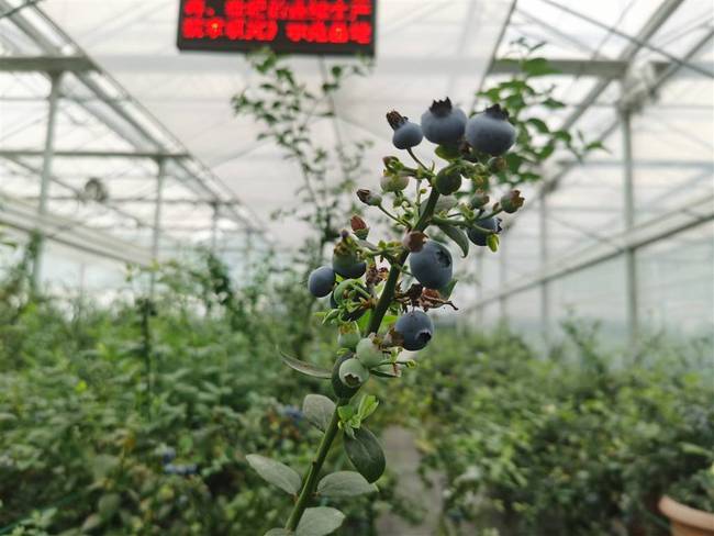 上海研發(fā)出藍(lán)莓種植新技術(shù)9
