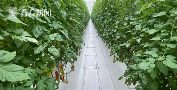 由由中荷農業創新園，建造了全國最大的玻璃溫室1