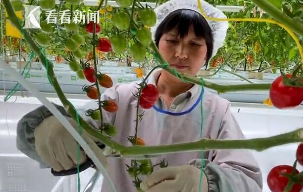 由由中荷農業創新園，建造了全國最大的玻璃溫室3