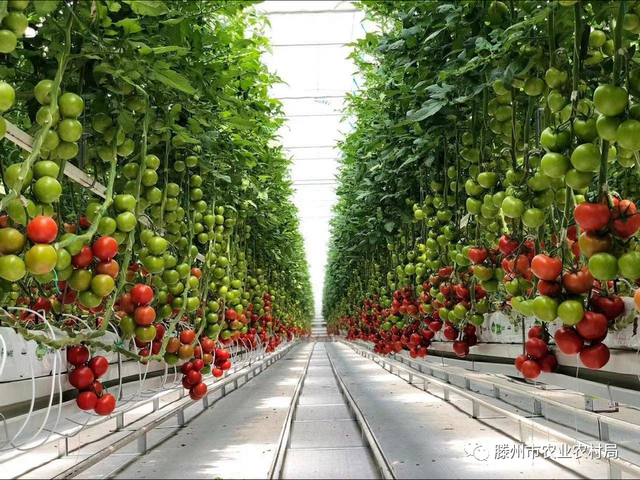 智慧果蔬工廠