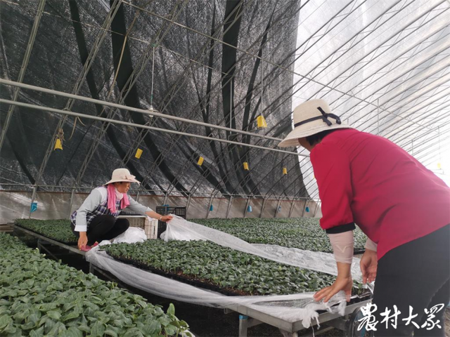 于紅霞(右)和同事在棚里工作
