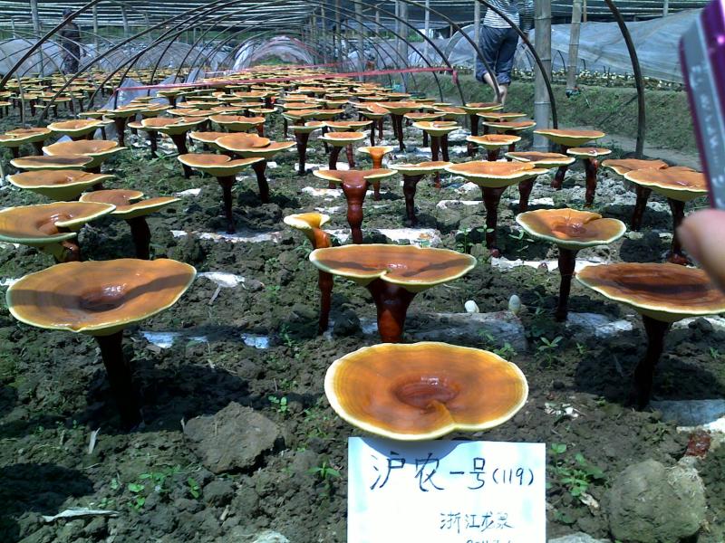 長三角鄉(xiāng)村振興研究院打造協(xié)同創(chuàng)新平臺4