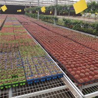 溫室大棚專用熱鍍鋅苗床、育苗苗床、養花苗床、苗床網、現貨供應