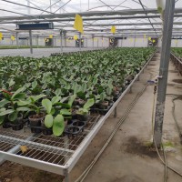 增茂苗床 苗床網片批發生產廠家，現貨供應