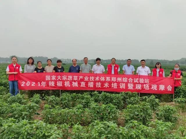 辣椒種植機械化,省工省錢農民夸