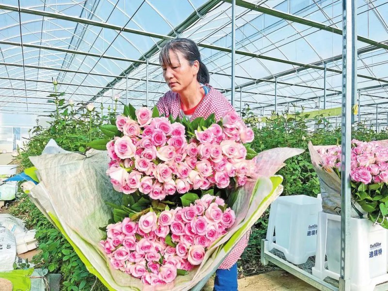 玉溪工人采摘玫瑰品種