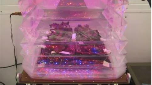 生菜種進空間站1