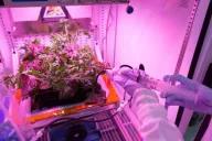 生菜種進空間站2