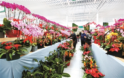 北京年宵花市場貨品充足,節日氛圍熱烈 何建勇攝