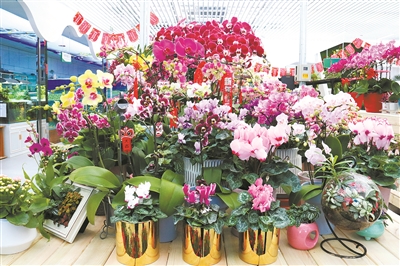 產品小巧、盆器精致是今年年宵花市場一大特點 張萌攝