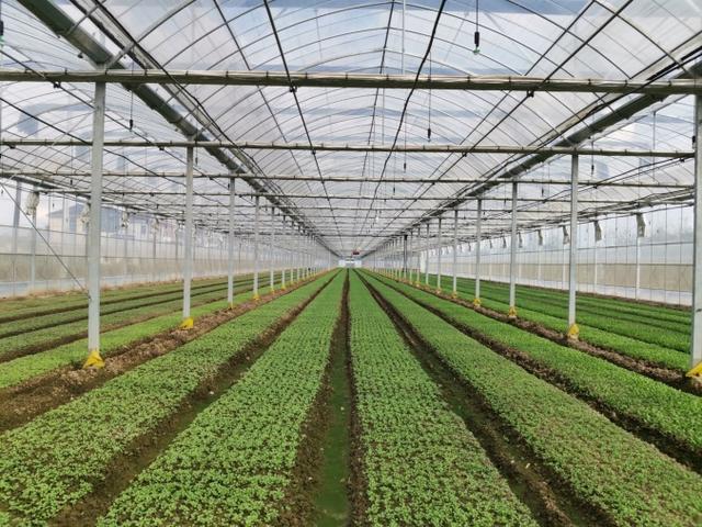 2.南方設施綠葉類蔬菜標準化種植模式