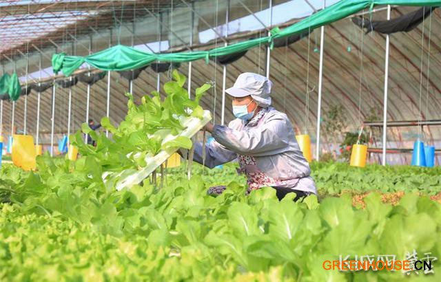 南和區(qū)和陽鎮(zhèn)一處新型日光溫室大棚里工人正在對水培蔬菜進(jìn)行管護(hù)。通訊員 楊獻(xiàn)波 供圖