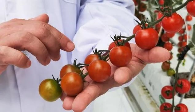 翠湖智慧農(nóng)業(yè)創(chuàng)新工場照片3